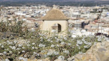 Radhus med solarium och pool i Cox - Alicante - Lotus Properties