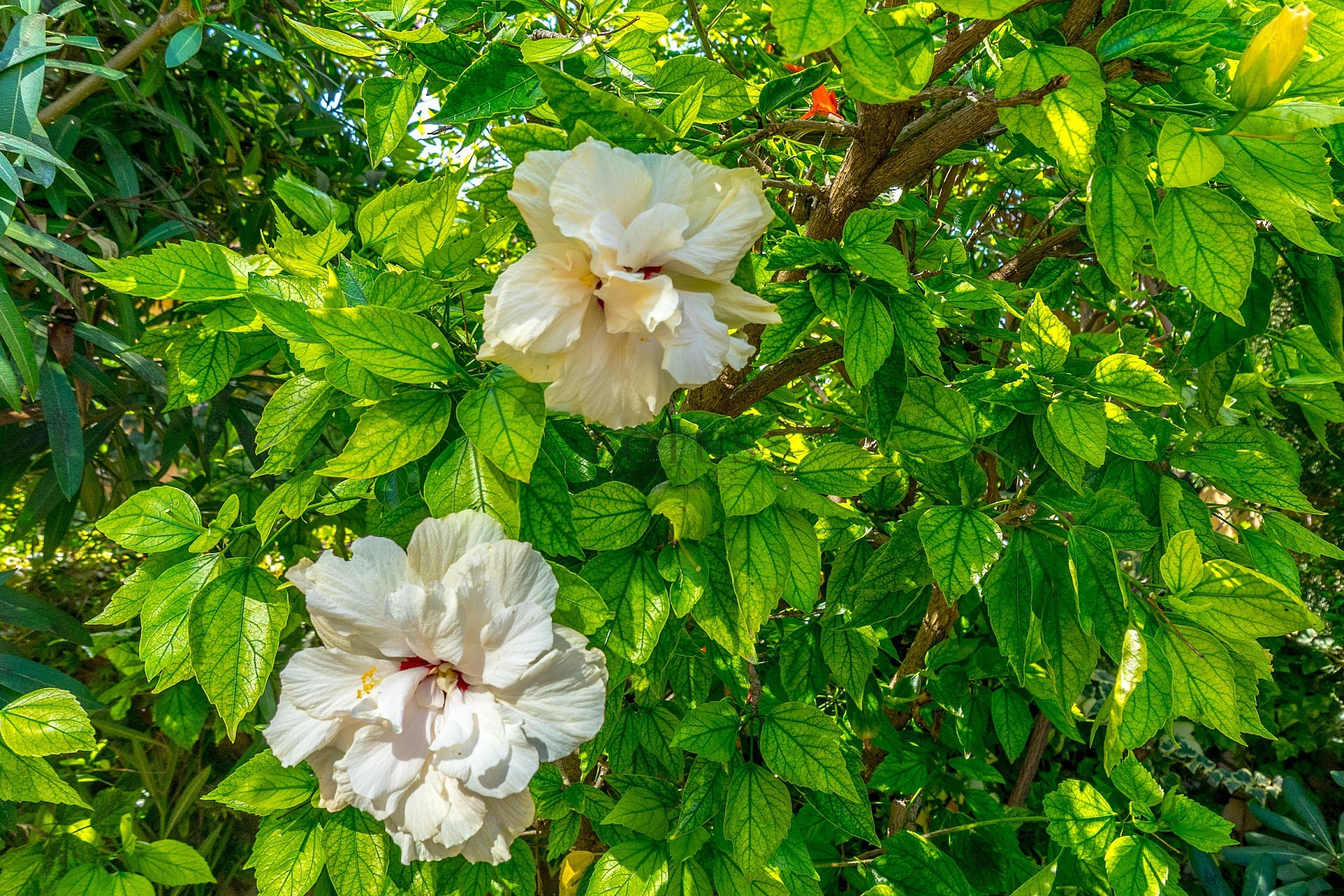 Super mysig markplan i populära Rocio II i hjärtat av Aguas Nuevas  - Lotus Properties