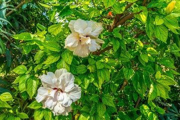 Super mysig markplan i populära Rocio II i hjärtat av Aguas Nuevas  - Lotus Properties